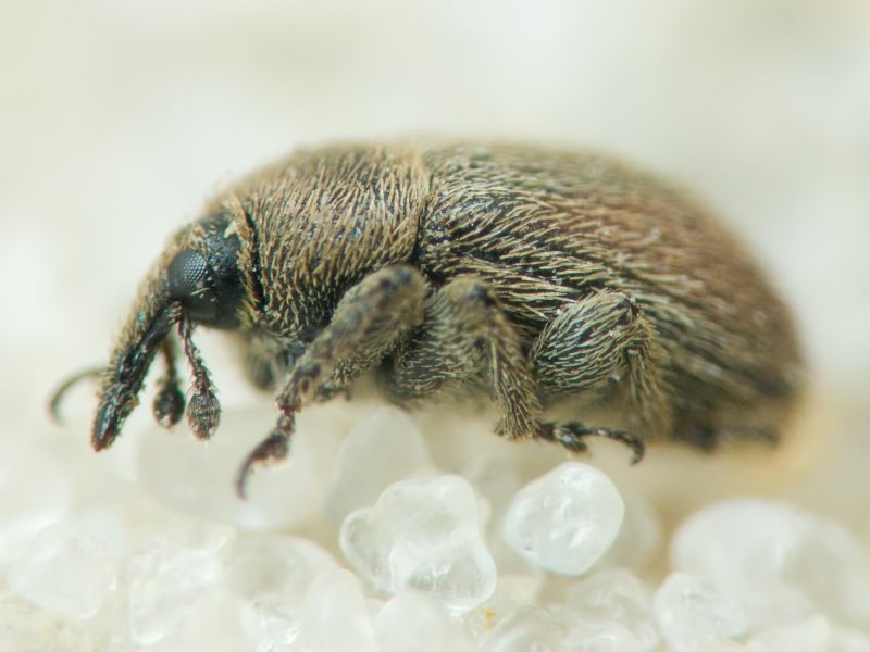 Rhinusa Stephens, 1831